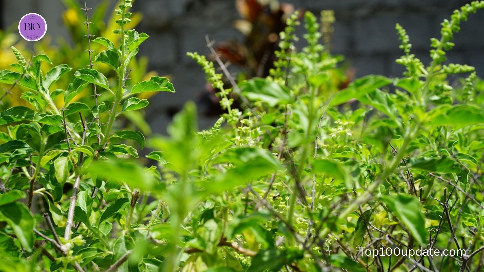 Tulsi (Holy Basil): The Anti-Pollution Herb