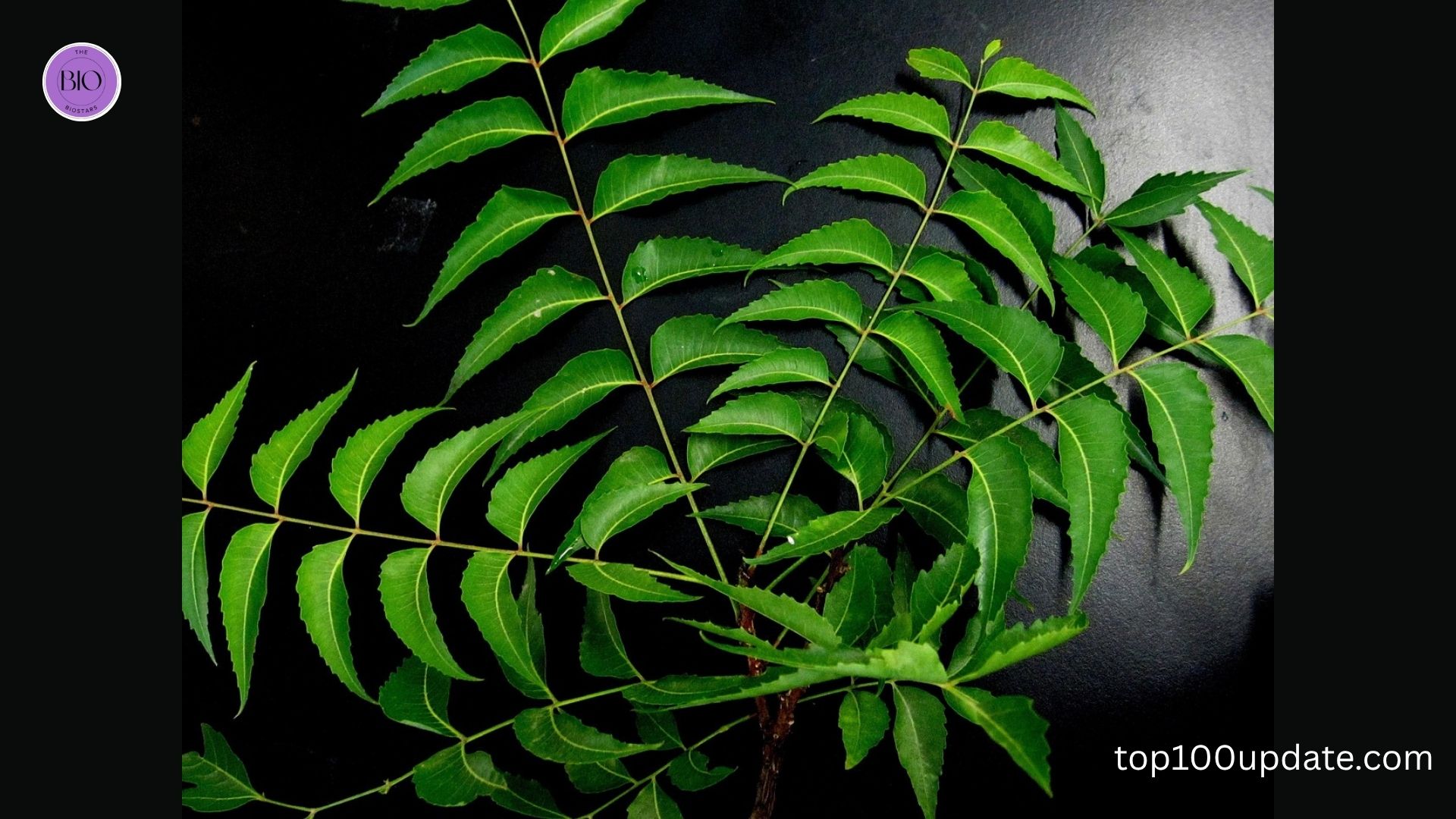 Neem: The Natural Skin Purifier