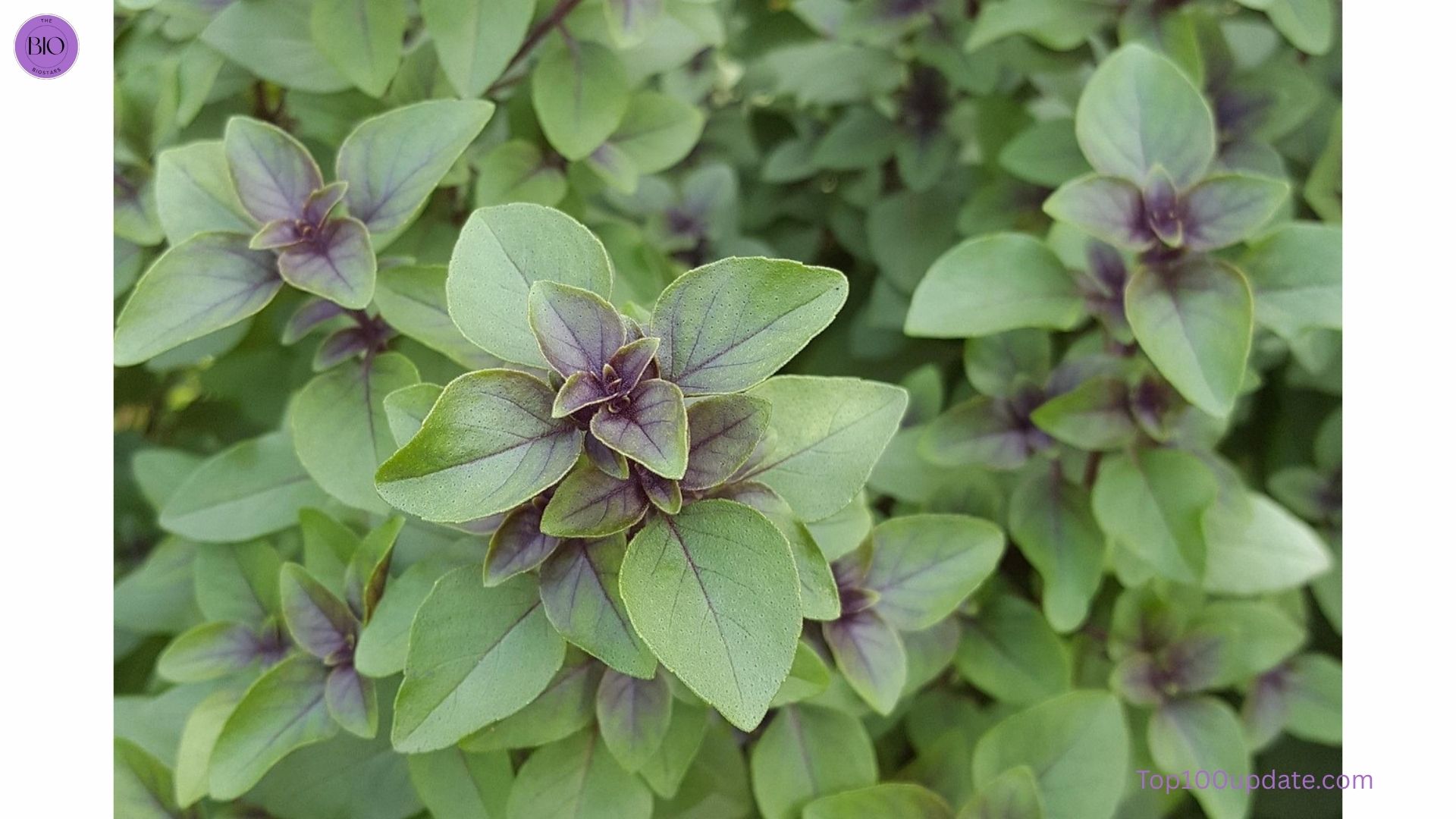 Ayurvedic Remedies for Stress and Anxiety Relief