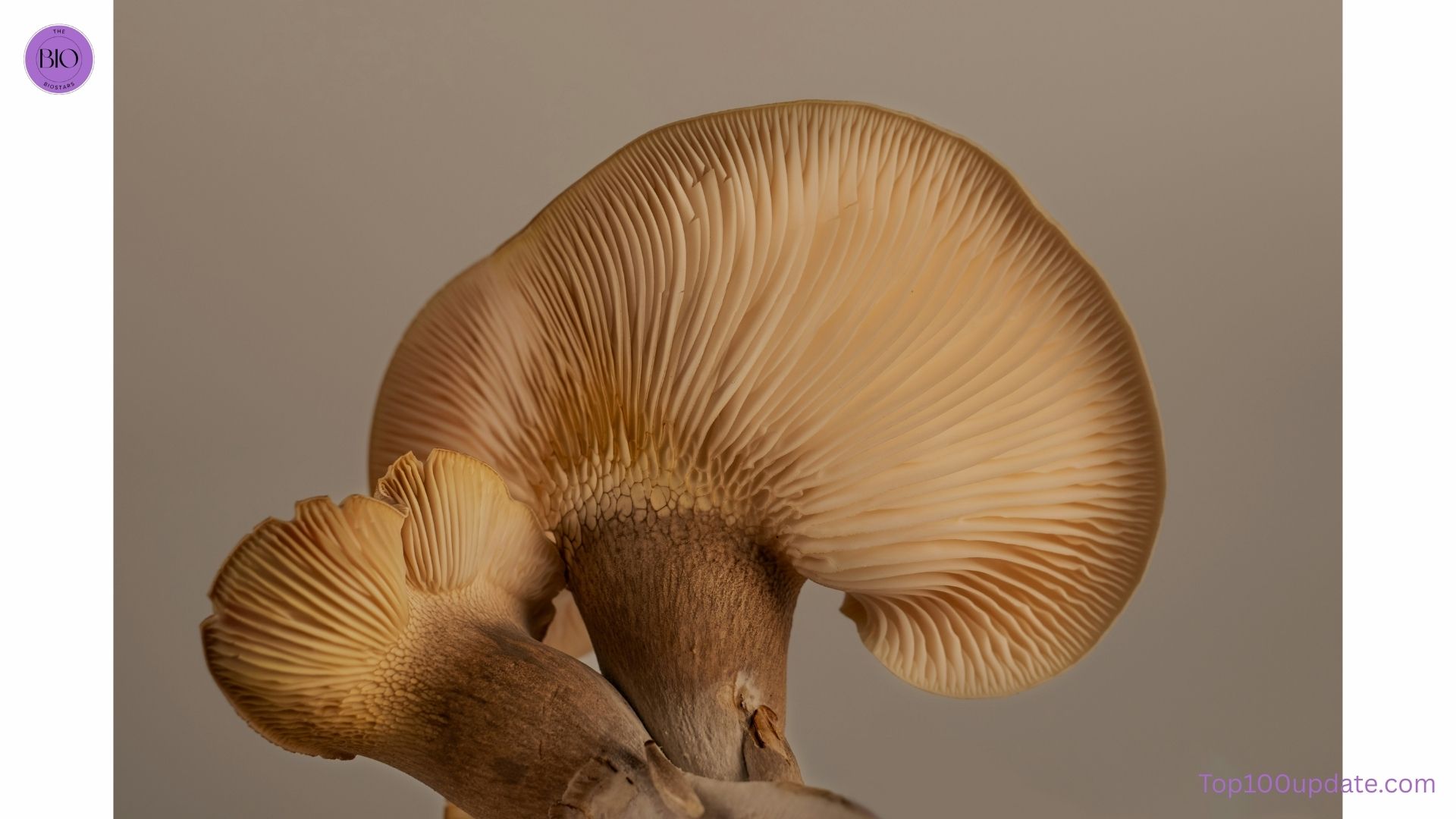 psilocybin mushrooms natural psychedelic compound for depression