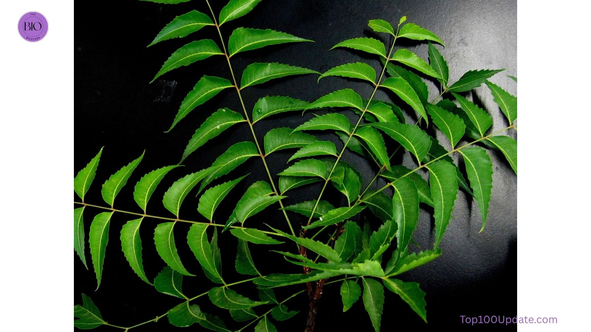Neem leaves and neem face mask for acne-prone skin